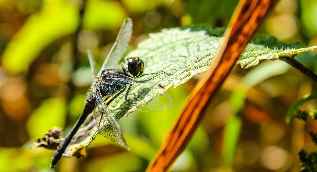 Libelle im Sommer