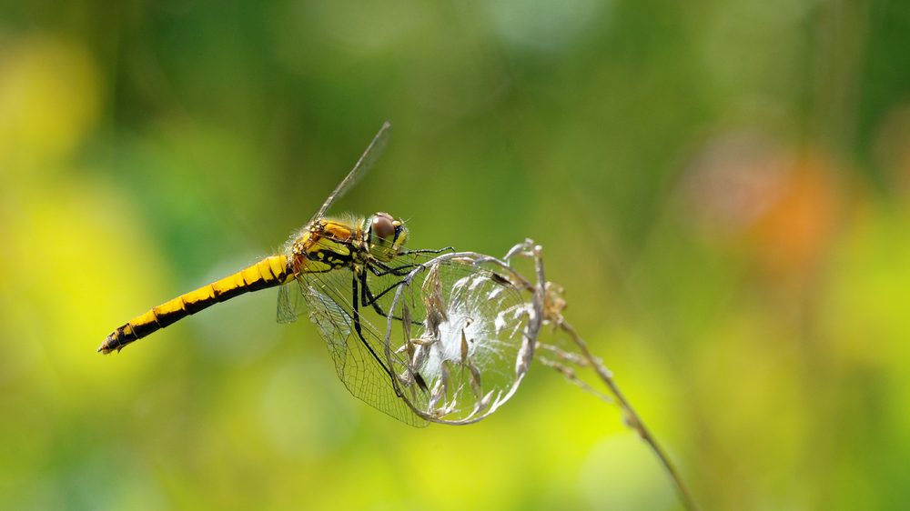 Libelle im Sommer