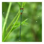 Libelle im Sommergarten