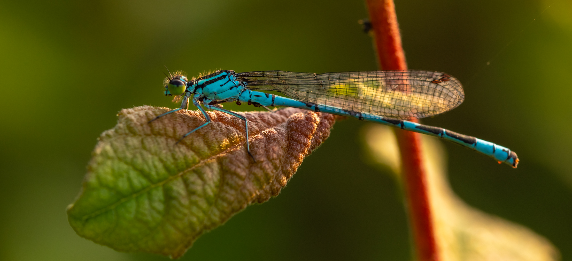 Libelle im Sonnenaufgang