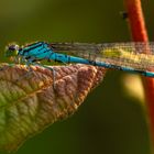 Libelle im Sonnenaufgang