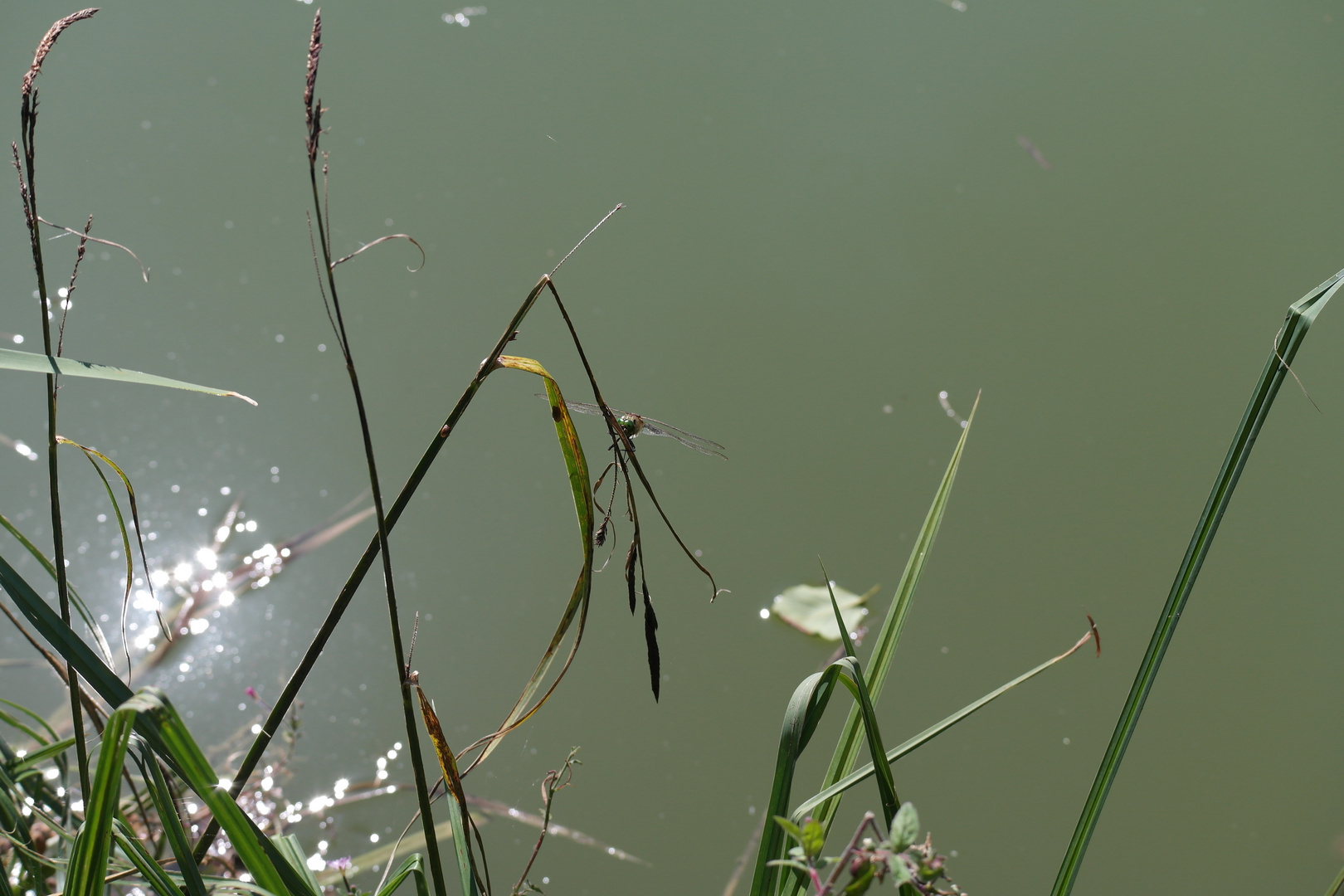 libelle im sonnenlich