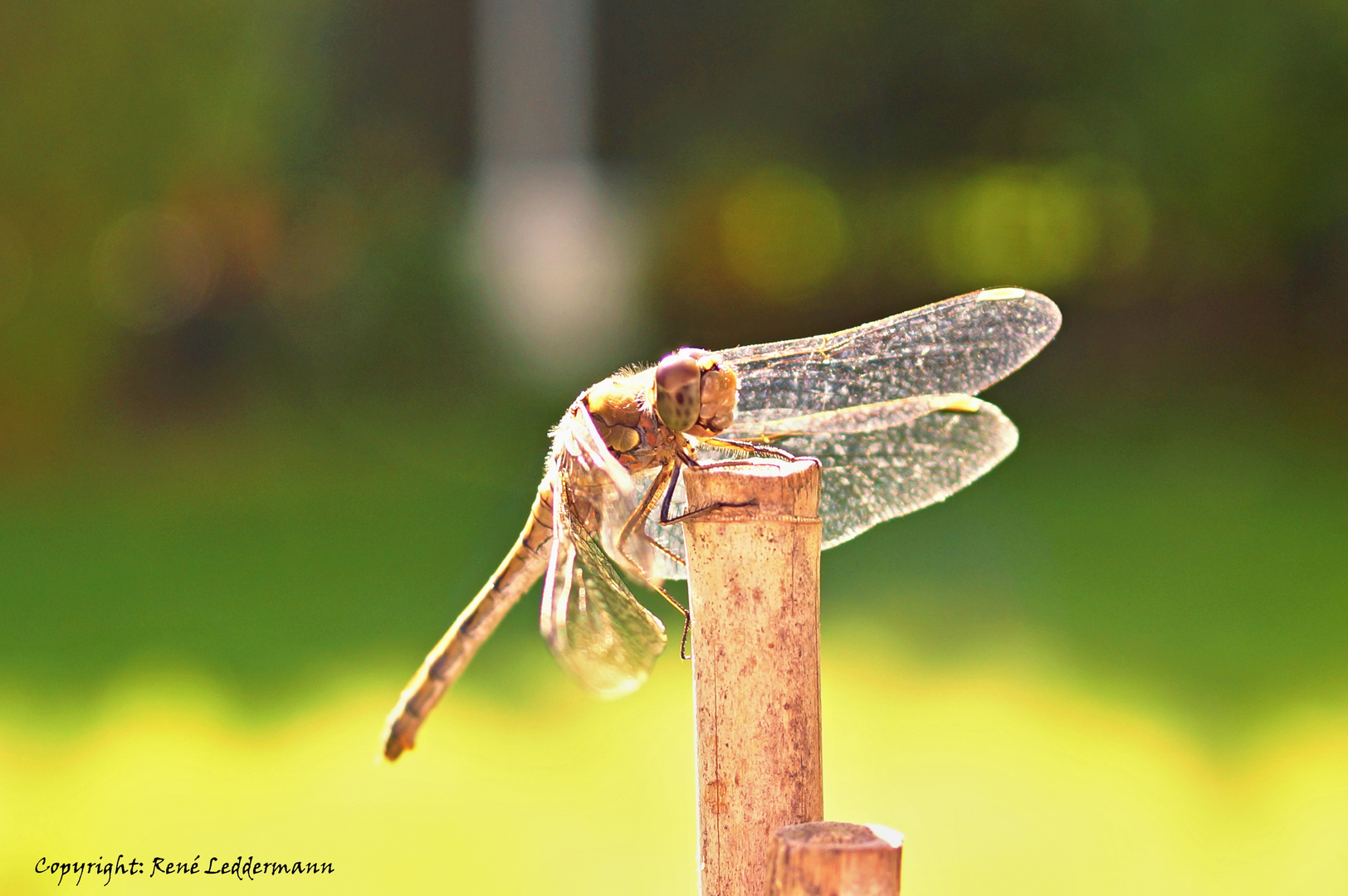 Libelle im Sonnenlicht