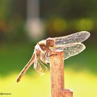 Libelle im Sonnenlicht