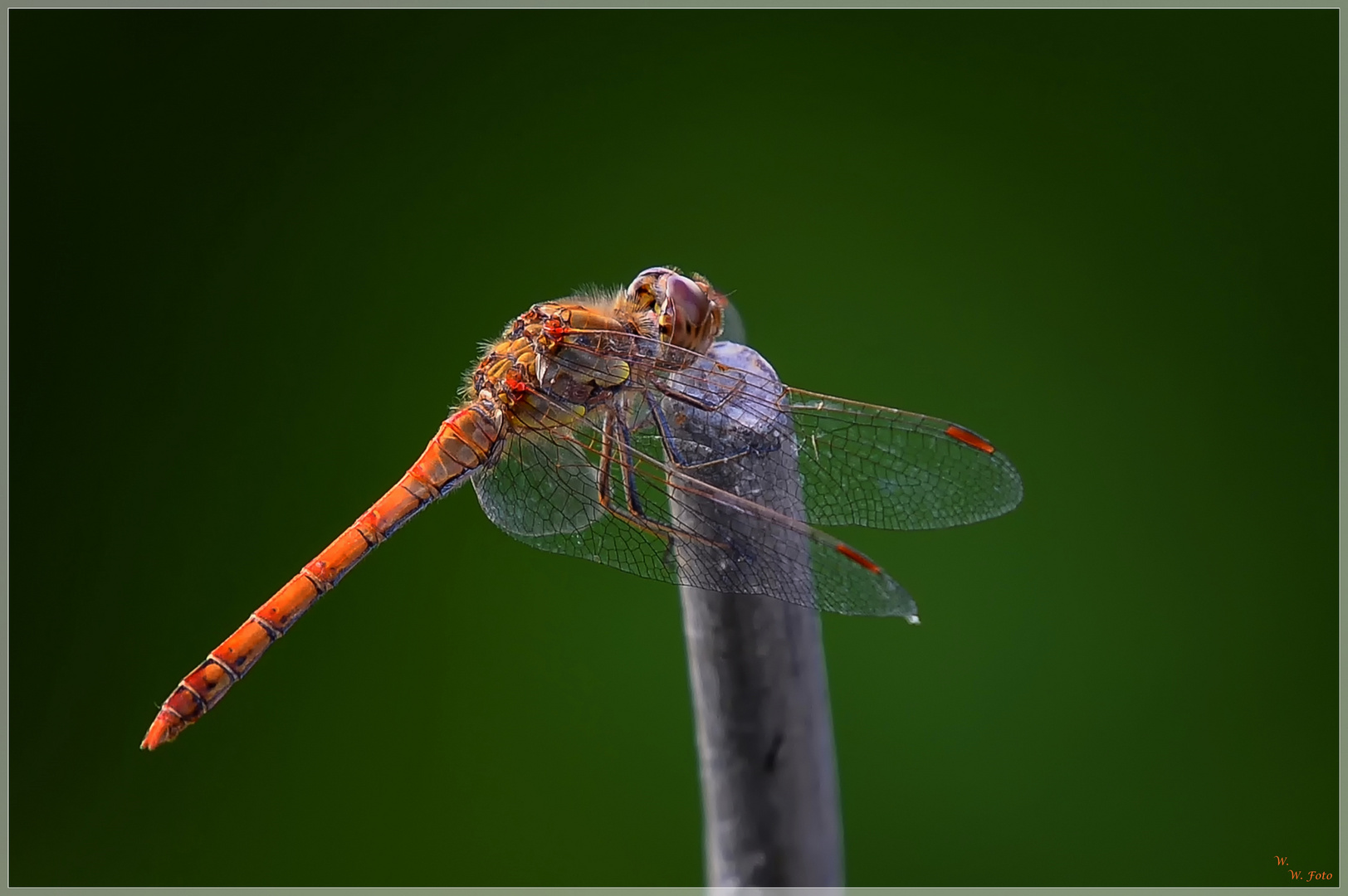 Libelle im Sonnenlicht