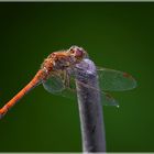 Libelle im Sonnenlicht