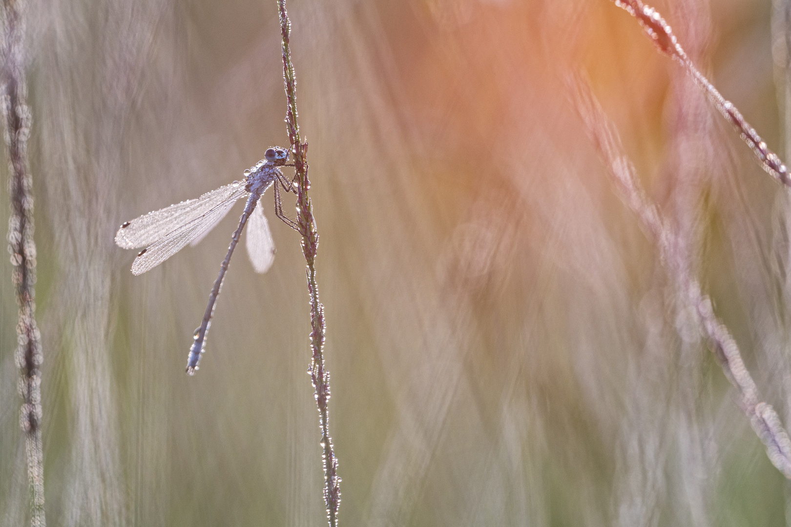 _____Libelle im Sonnenlicht______________