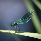 Libelle im Sonnenlicht