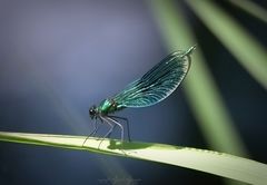 Libelle im Sonnenlicht