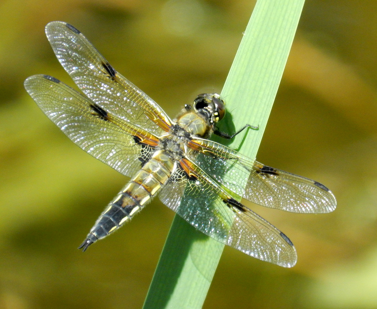 Libelle im Sonnenlicht