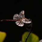 Libelle im Sonnenlicht