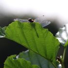 Libelle im Sonnenlicht