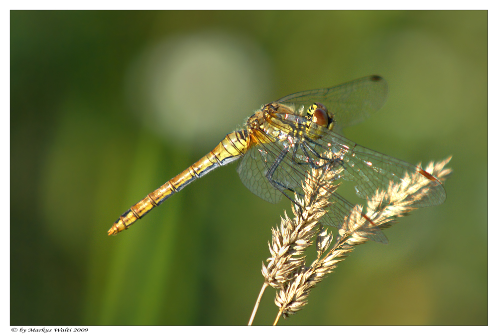 Libelle im Sonnenlicht