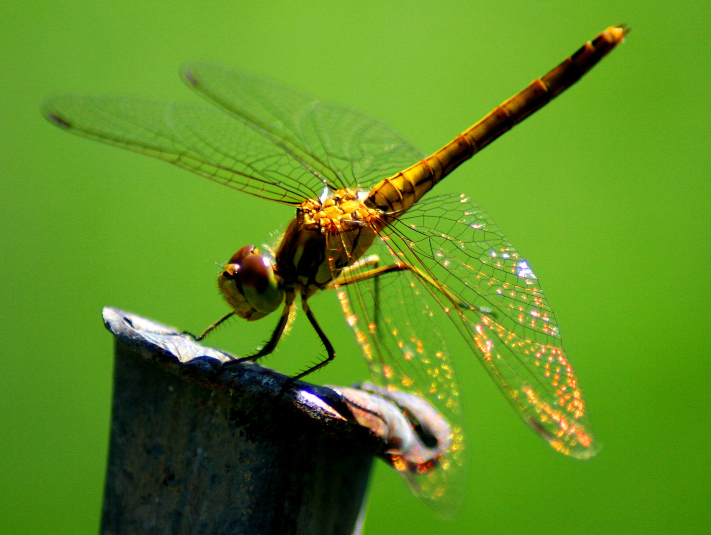 Libelle im Sonnenschein