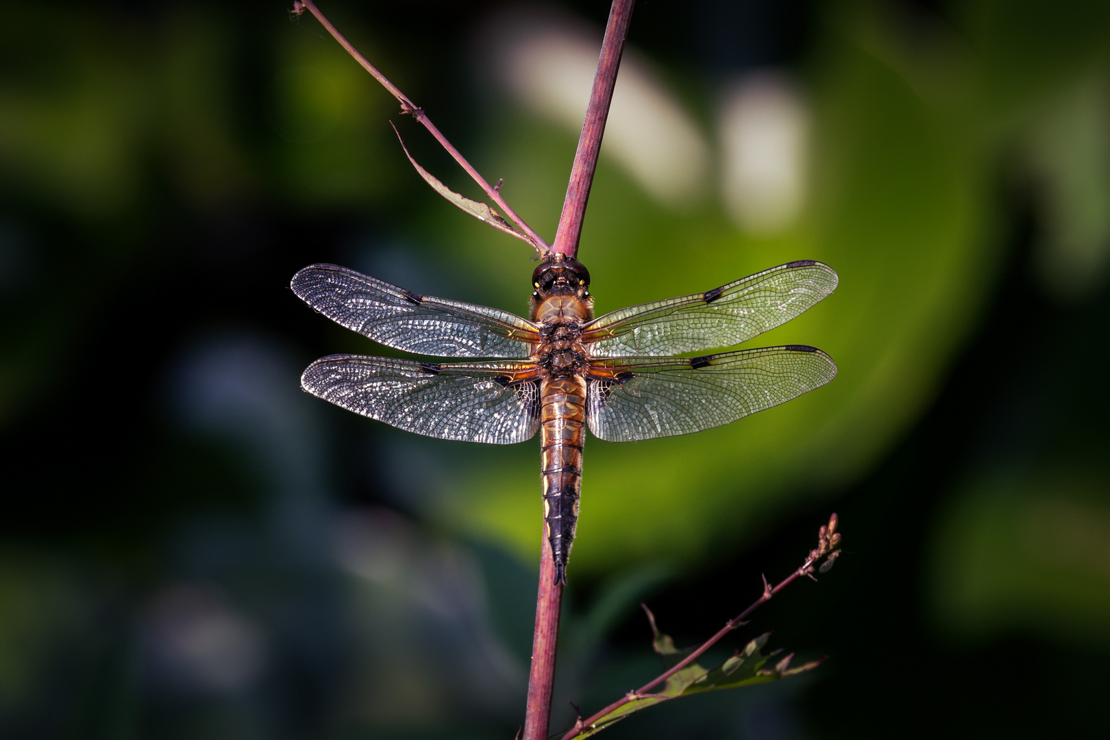 Libelle im Sonnenschein.