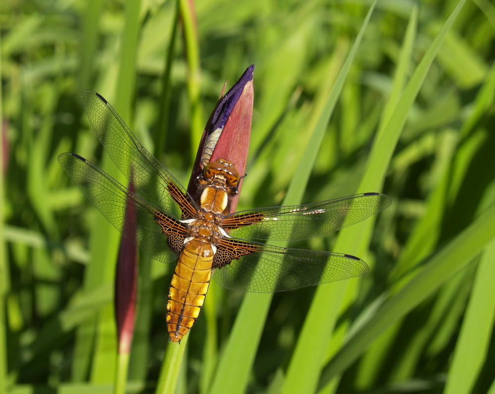 Libelle im Sonnenschein