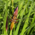 Libelle im Sonnenschein