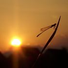 Libelle im Sonnenuntergang