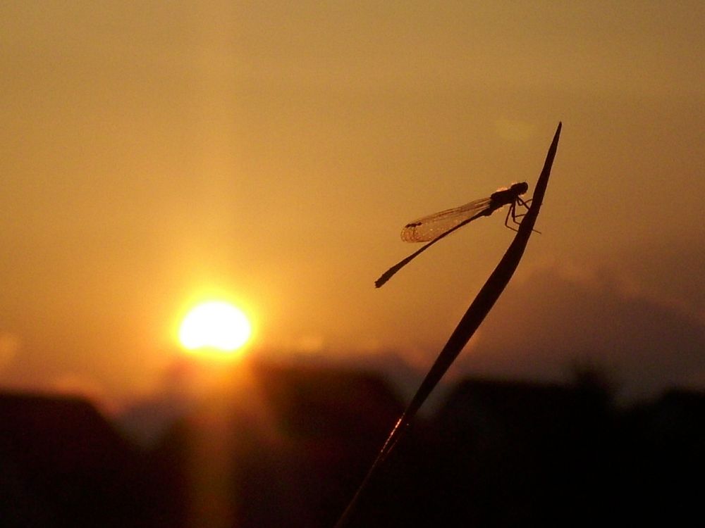 Libelle im Sonnenuntergang