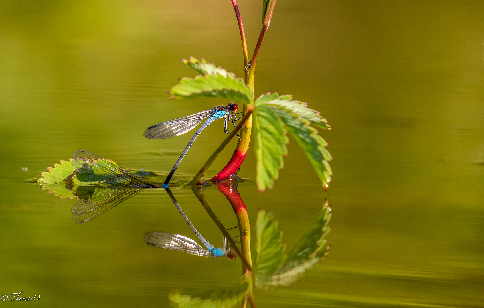 Libelle im Spiegel