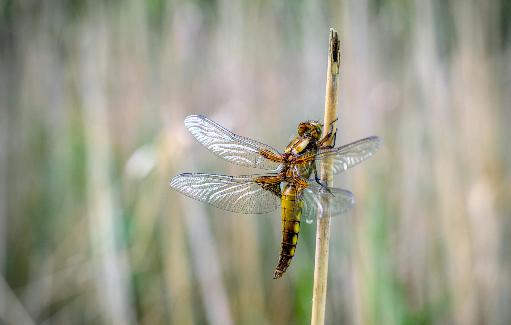 Libelle im Spreewald