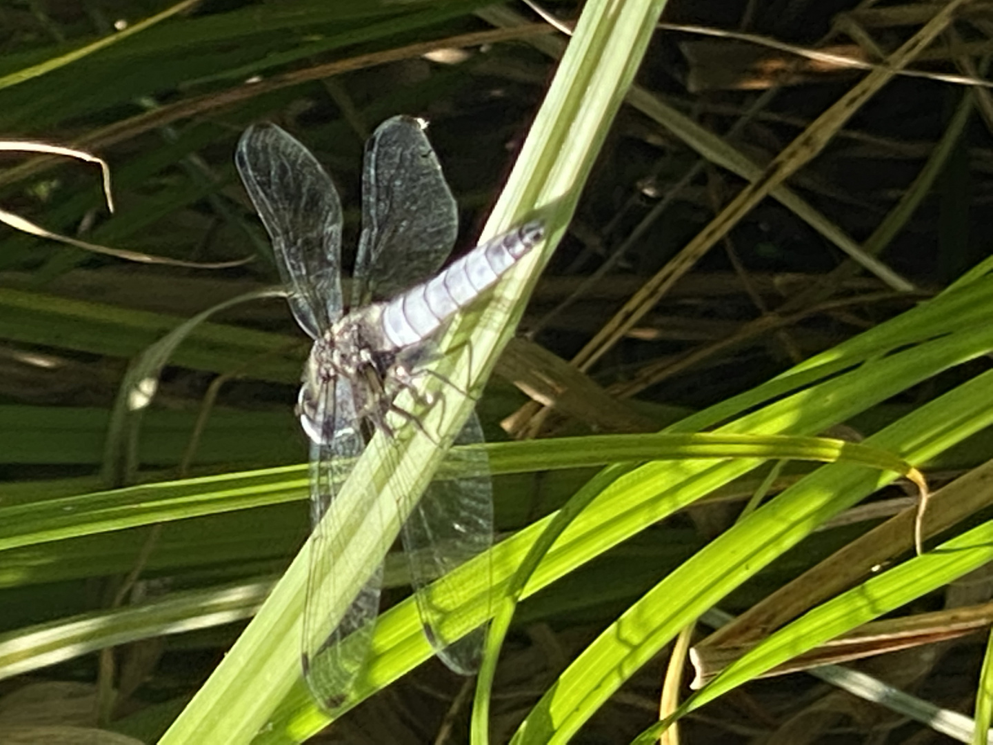 Libelle im Spreewald