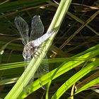 Libelle im Spreewald