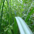 Libelle im Spreewald