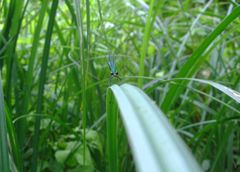 Libelle im Spreewald