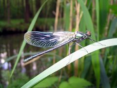 Libelle im Spreewald