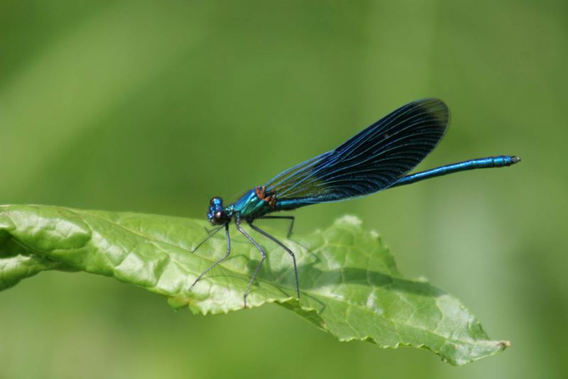 Libelle im Spreewald