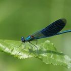 Libelle im Spreewald