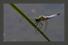 Libelle im Starkwind