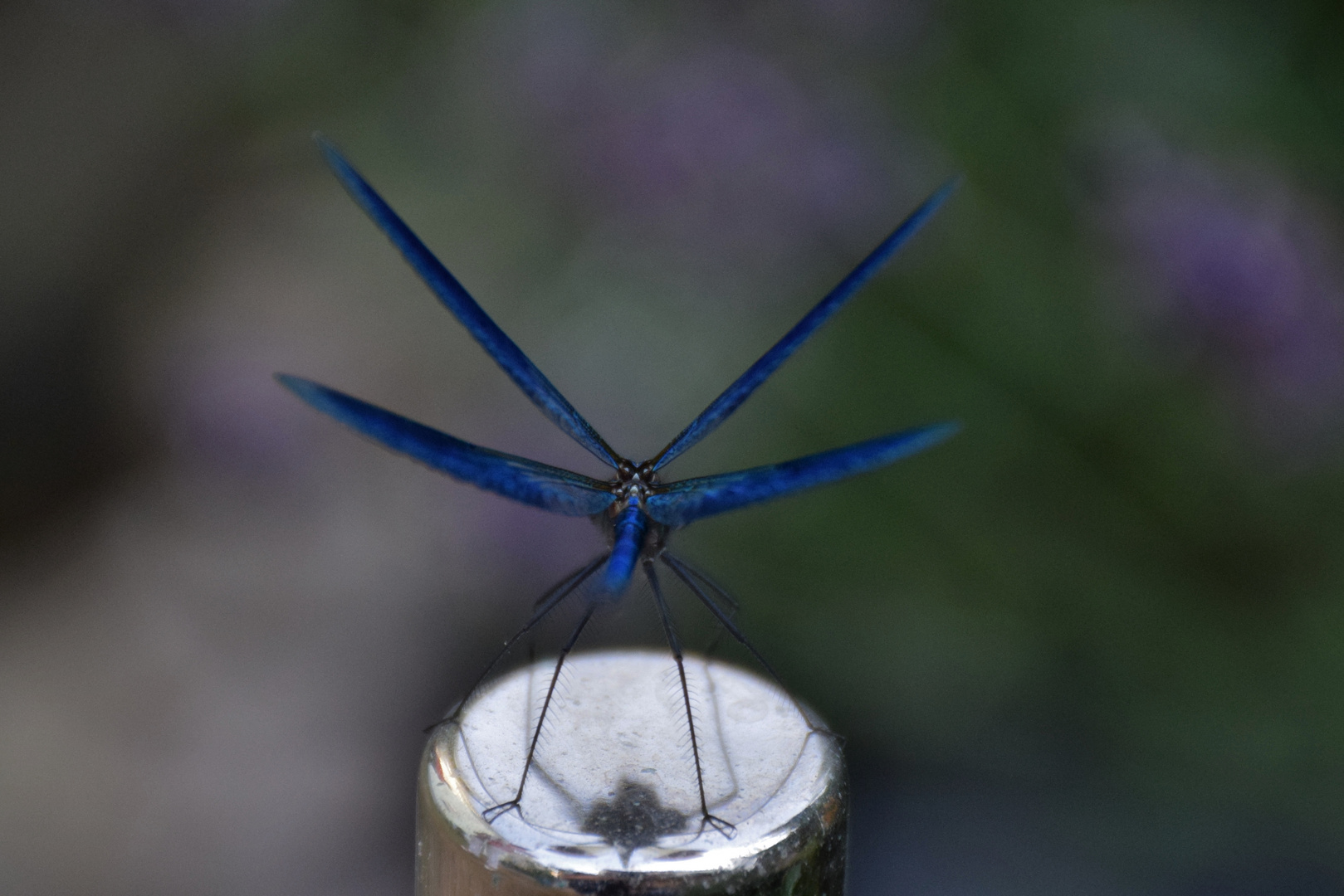 Libelle im Startflug