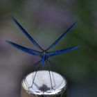 Libelle im Startflug