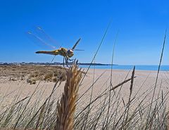 Libelle im Strandurlaub