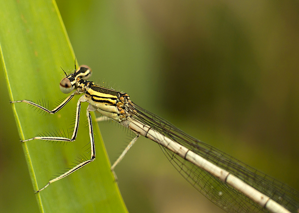 Libelle im Sturm