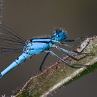 libelle im tagebau