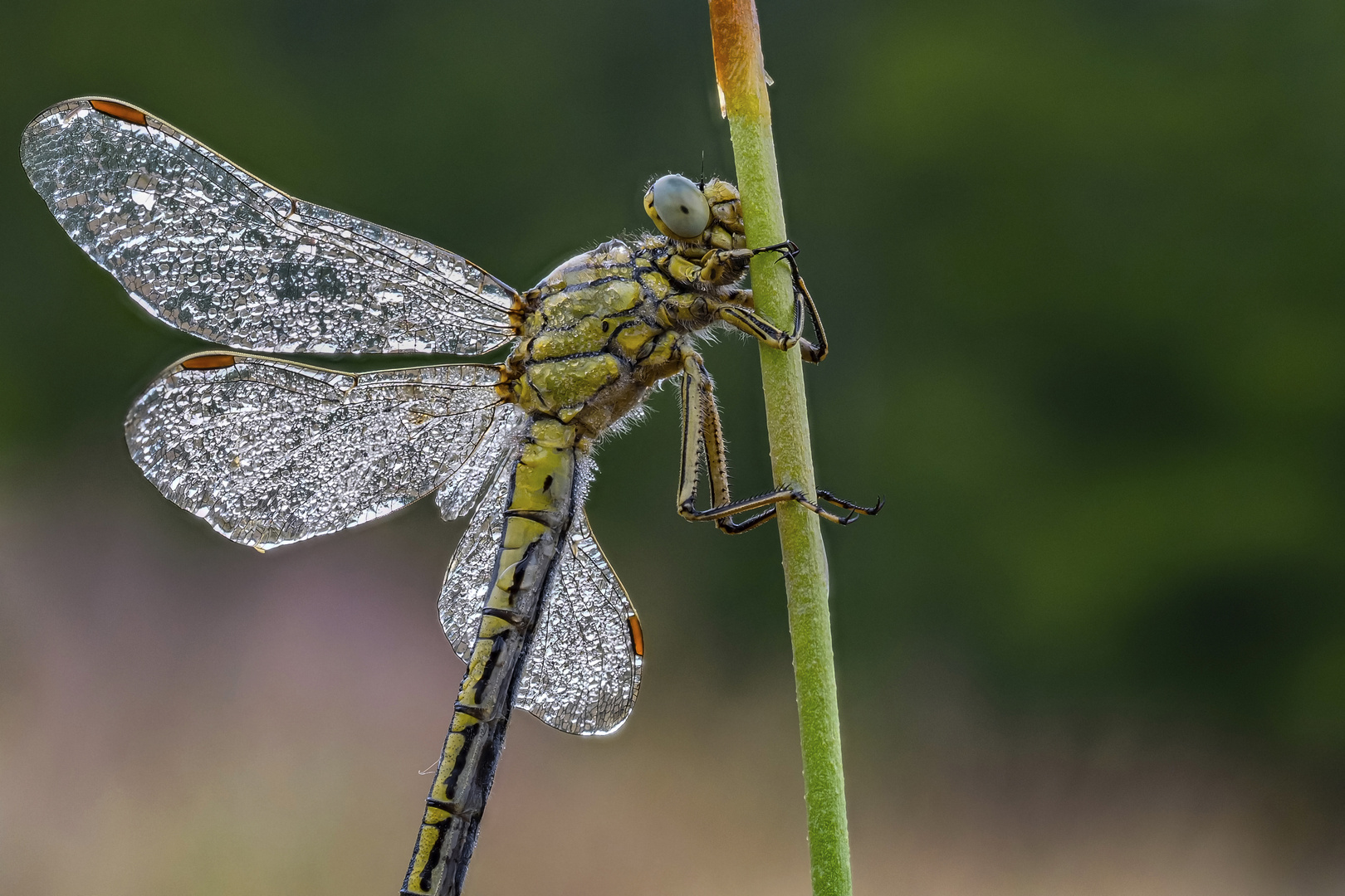 Libelle im tau