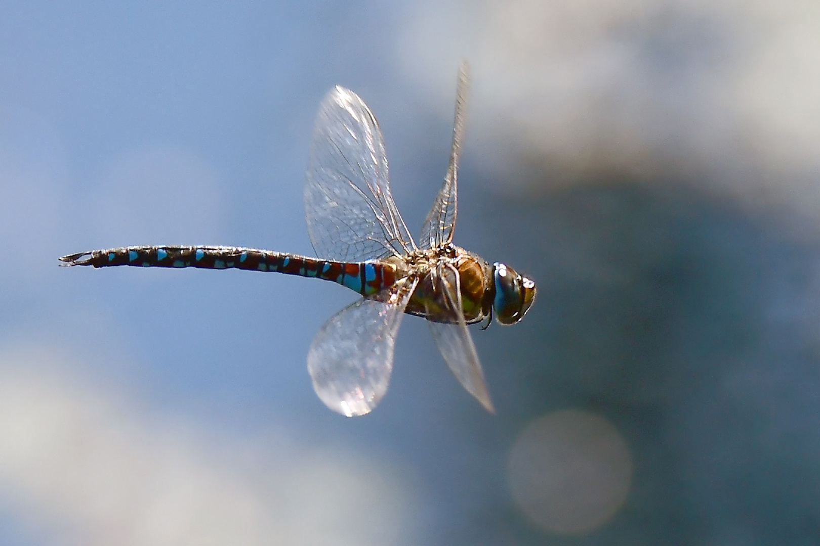 Libelle im Taubengießen