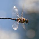 Libelle im Taubengießen