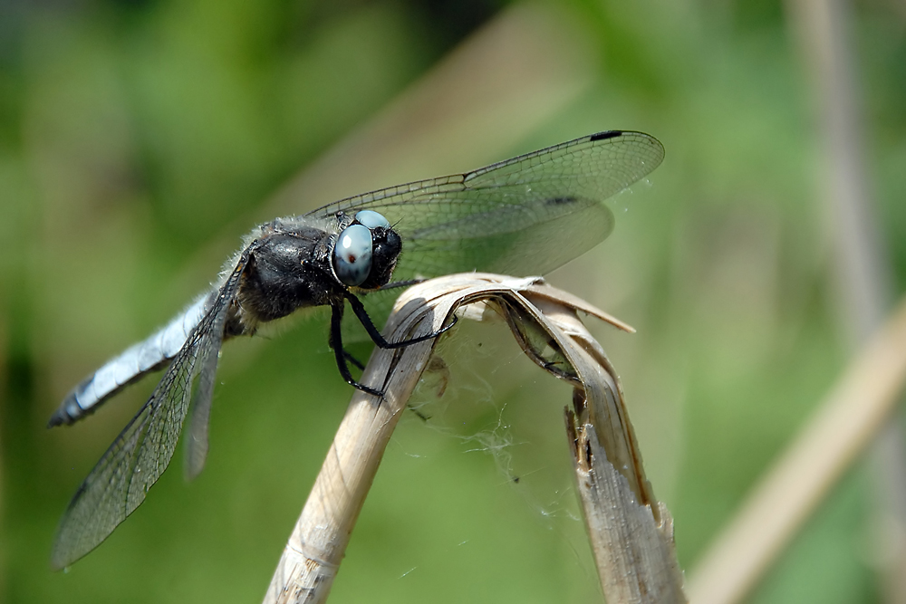 Libelle im Taubergießen.