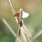 Libelle im Tister Bauernmoor