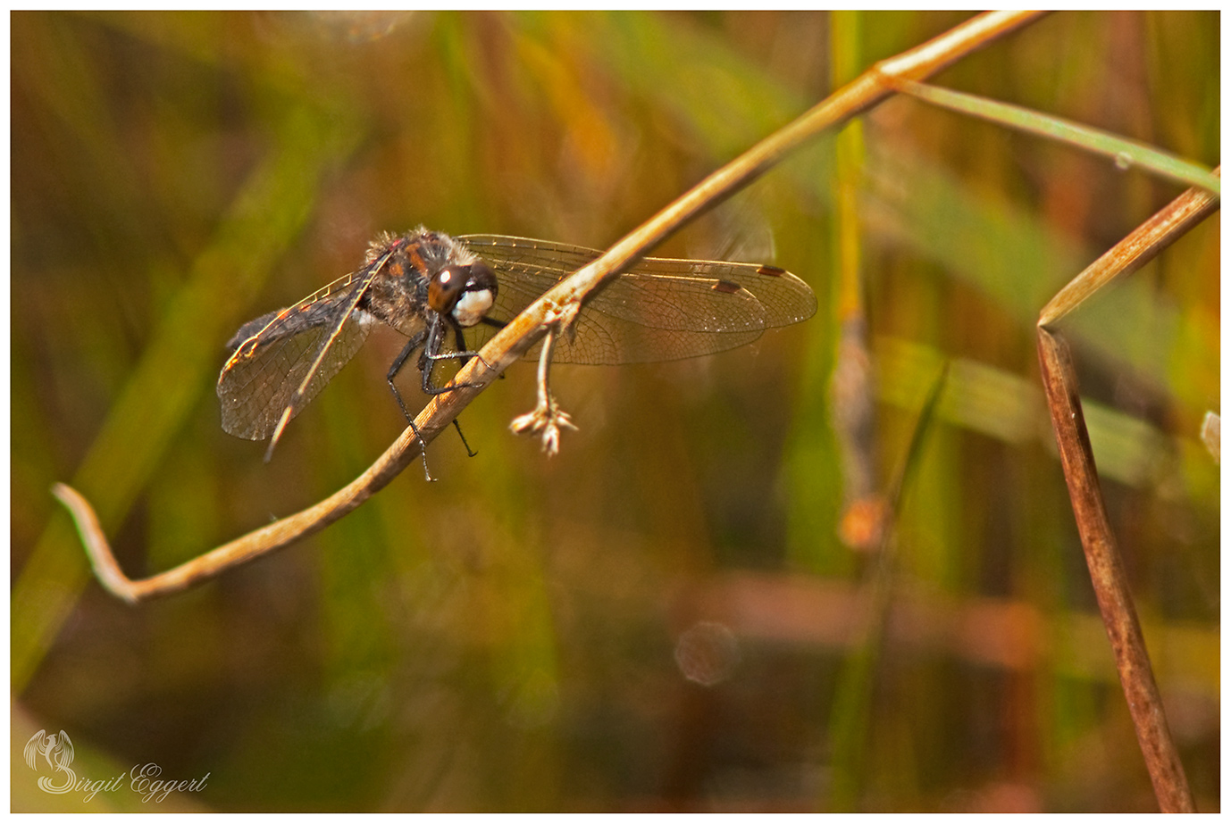 Libelle im Tister Bauernmoor