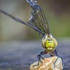 Libelle im "Trockengang"