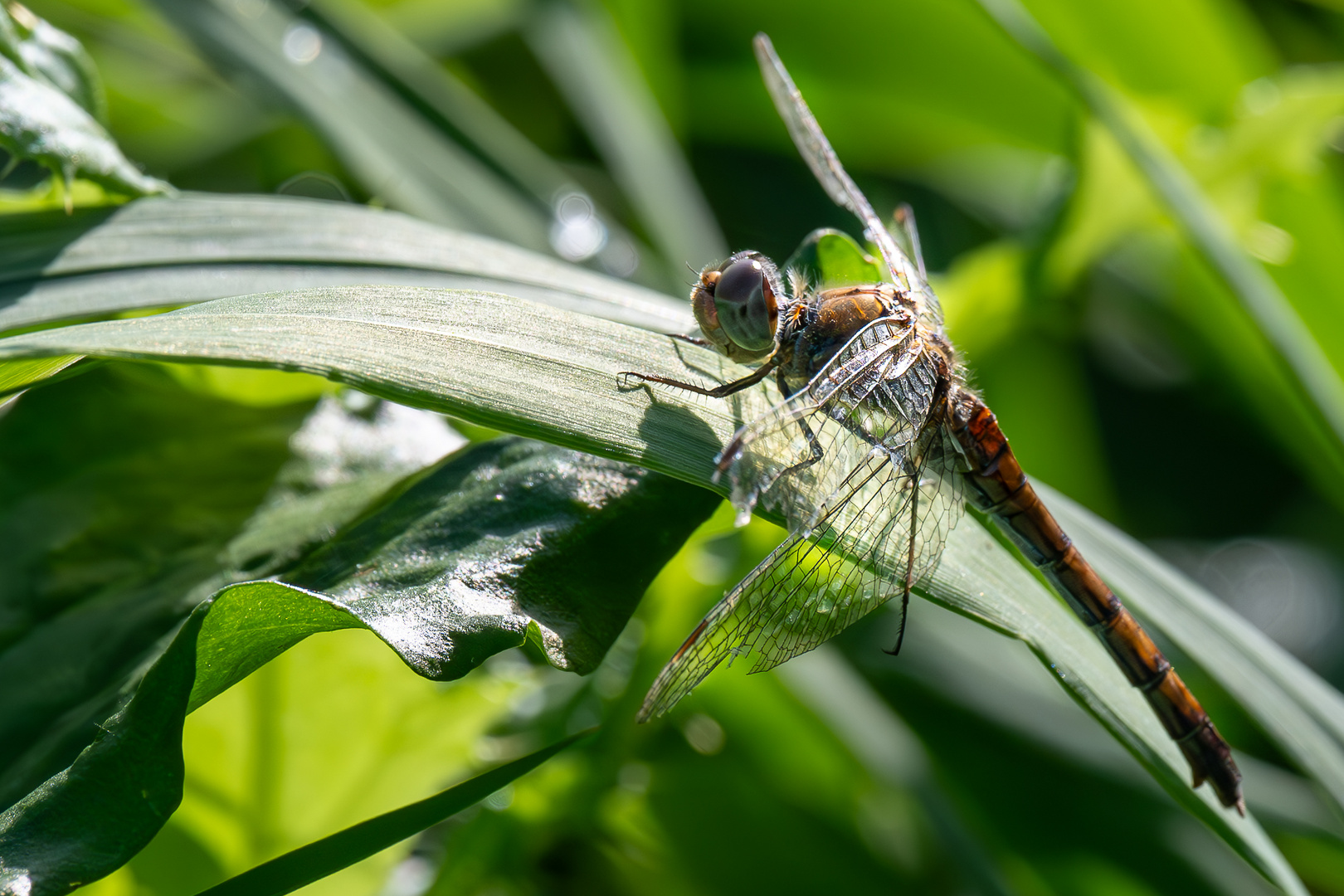 Libelle im Vogelparadies