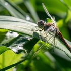 Libelle im Vogelparadies