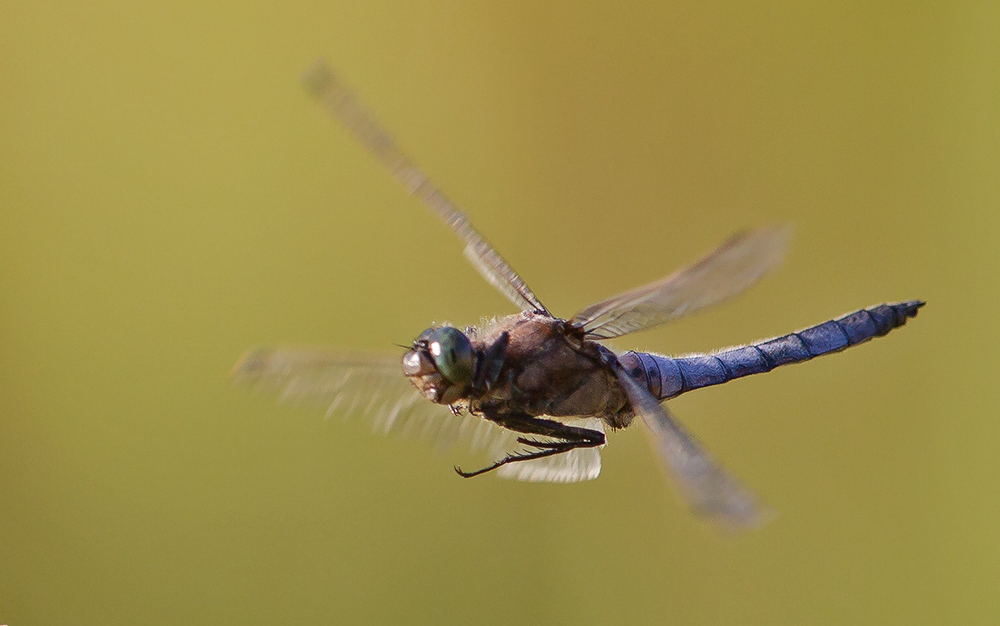 Libelle im Vorbeiflug