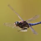 Libelle im Vorbeiflug