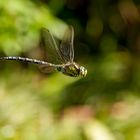 Libelle im Vorbeiflug